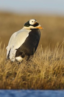 Spectacled Eider (Somateria fischeri) male, Alaska, USA