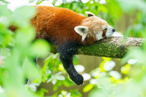 Red panda (Ailurus fulgens) lying on a branch in a tree, Germany