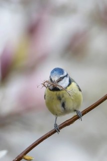 Blue tit (Cyanistes caeruleus) adult bird with nesting material in its beak in a garden Magnolia