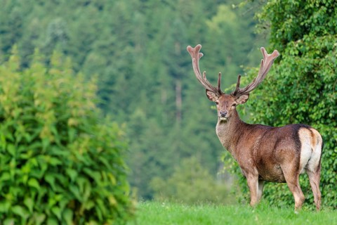A red deer stag (Cervus elaphus) with its velvet antlers stands in a green meadow in hilly terrain.