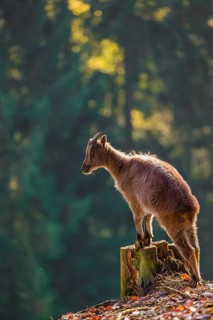 A female Himalayan tahr (Hemitragus jemlahicus) stands backlit on a tree stump at a forest edge. In