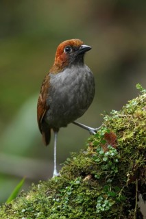 Chestnut-naped Antpitta (Grallaria nuchalis) perched on a branch in the South of Ecuador
