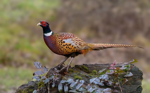 Common Pheasant (Phasianus colchicus) male, British Columbia, Canada