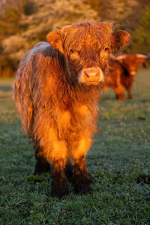 Portrait of a Highland calf (Bos primigenius taurus) in the first light of the day