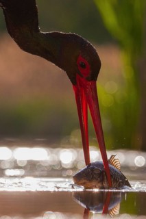 Black Stork (Ciconia nigra) with fish prey in beak, Pusztaszer, Hungary
