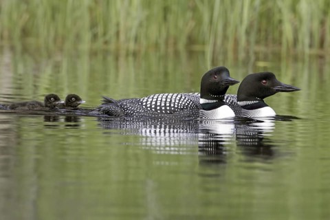Great Northern Loon (Gavia immer) pair with chicks, British Columbia, Canada