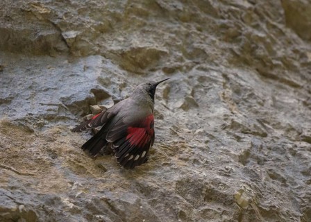Wallcreeper (Tichodroma muraria) male, Bulgaria