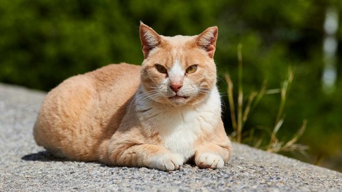 Beige cat lying relaxed on the ground in natural surroundings, Kalithea, cat station, Rhodes,