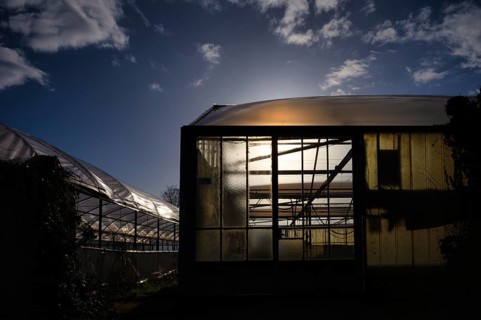 Greenhouse, nursery, agriculture, evening light, sun, clouds, Fellbach, Baden-Württemberg, Germany
