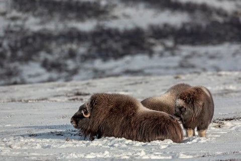 The musk ox calf (Ovibos moschatus) licks its mother's fur, baby animals, winter, snow, cold,