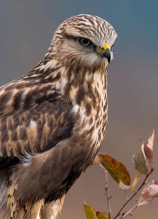 Rough-legged Hawk (Buteo lagopus) at Nanimo River Estuary