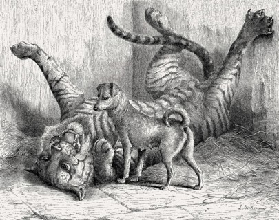 Tiger and little dog, animal painting, 19th century