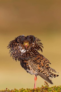 Ruff, (Philomachus pugnax), animals, birds, plumage during mating season, snipe bird, courtship,
