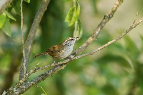 Sinaloa Wren Thryothorus sinaloa El Tuito, Jalisco, Mexico 9 June Adult Troglodytidae