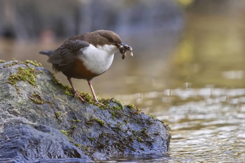 White-throated Dipper (Cinclus cinclus) with food in its beak, North Rhine-Westphalia, Germany