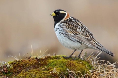Lapland Longspur (Calcarius lapponicus) on the tundra in Northern Alaska