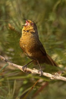 Pilotbird (Pycnoptilus floccosus) singing, New South Wales, Australia
