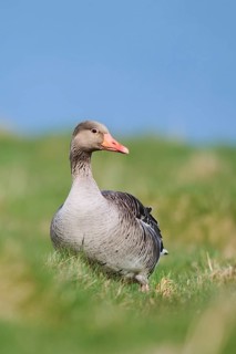 Greylag goose (Anser anser) on a field, wildlife, Helgoland, Germany