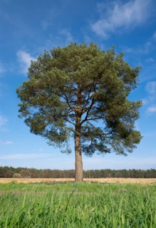 Scots pine, common pine (Pinus sylvestris) solitary, blue sky, Lower Saxony, Germany