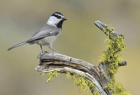Mountain Chickadee (Poecile gambeli)