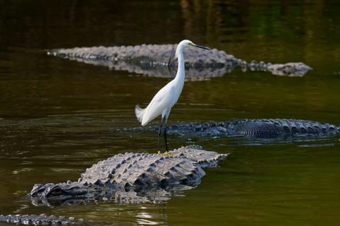 A heron stands still on a crocodile in the water, surrounded by other crocodiles, Great Egret