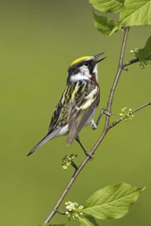 Chestnut-sided Warbler (Setophaga pensylvanica), Maryland, USA