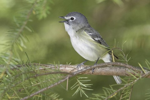 Cassin's Vireo (Vireo cassinii) singing, British Columbia, Canada