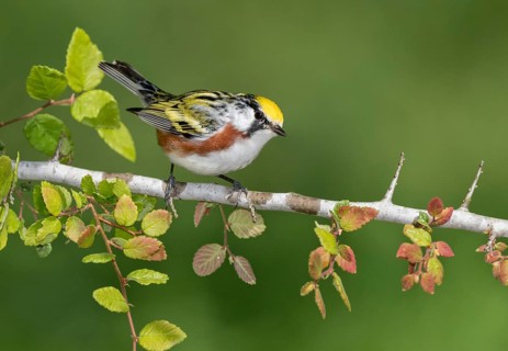 Chestnut-sided Warbler (Setophaga pensylvanica) male perched on a branch, Texas, USA