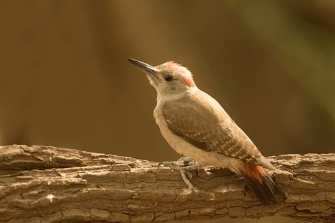 African Grey Woodpecker (Dendropicos goertae) male, Gambia