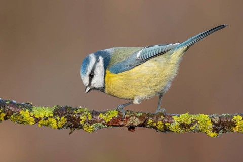Eurasian Blue Tit (Cyanistes caeruleus) perched on a branch, Lower Saxony, Germany