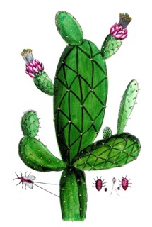 Cactus cochinilifer, Opuntia cactus, digital reproduction of a historical original, between 1790