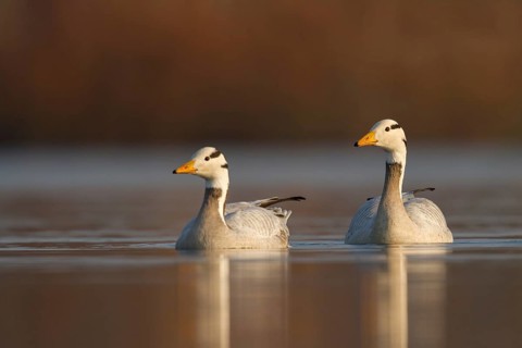 Bar-headed Goose (Anser indicus) pair, Utrecht, Netherlands