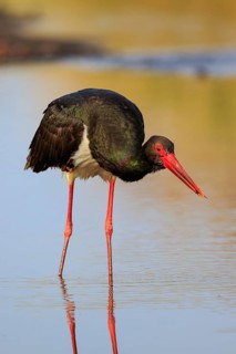 Black Stork (Ciconia nigra) foraging, Greece