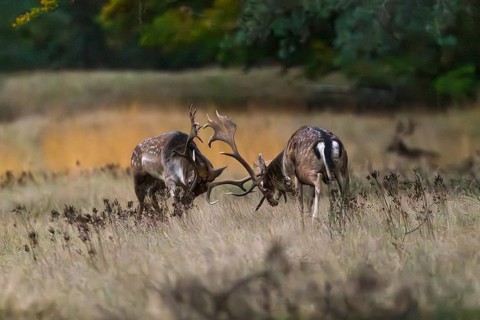 Fallow deer (Dama dama) during the rut in a clearing, Rüsselsheim am Main, Hesse, Germany