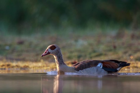 Egyptian Goose (Alopochen aegyptiaca), North Rhine-Westphalia, Germany