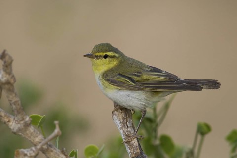 Wood Warbler (Phylloscopus sibilatrix), Oman