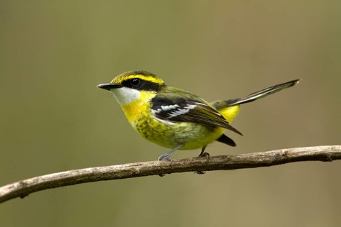 Yellow-breasted Boatbill (Machaerirhynchus flaviventer secundus) male, Queensland, Australia