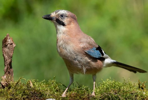 Eurasian Jay (Garrulus glandarius), Lower Saxony, Germany