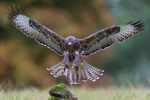 Common Buzzard (Buteo buteo) flying, Lower Saxony, Germany