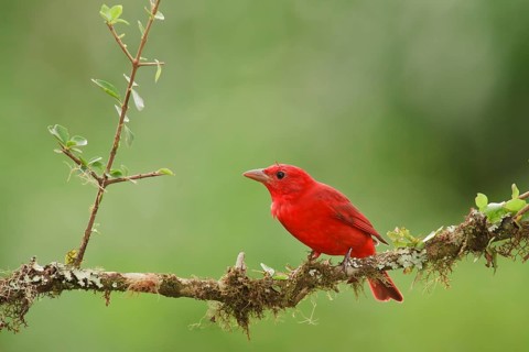 Summer tanager on cloud forest branch in Costa Rica. Upon arrivng in Costa Rica after migrating,