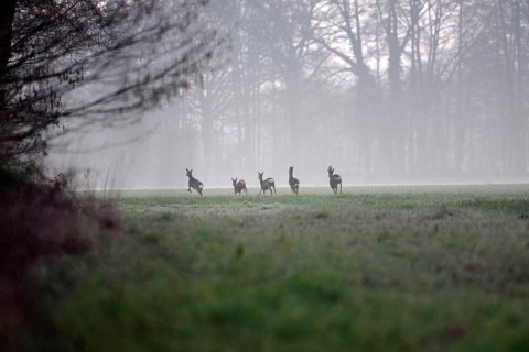 Roe deer (Capreolus capreolus), morning, haze, spring, doe, roebuck, flee, North Rhine-Westphalia,