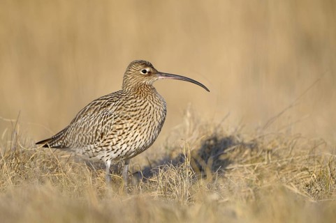 Grosser Brachvogel (Numenius arquata), Curlew, einzelner Altvogel, April, Insel Texel, Nordsee,