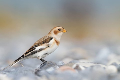 Snow Bunting - Schneeammer - Plectrophenax nivalis ssp. nivalis, Germany