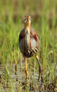 Purple Heron (Ardea purpurea) foraging, French Riviera, France