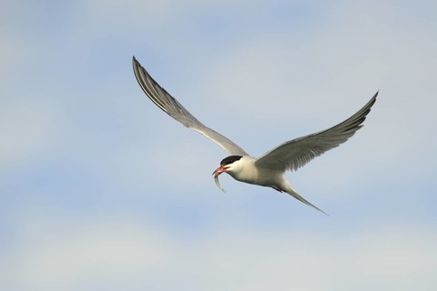 Common Tern (Sterna hirundo), Mecklenburg-Western Pomerania, Germany