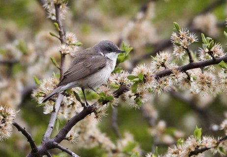 Lesser Whitethroat (Sylvia curruca), Mecklenburg-Western Pomerania, Germany