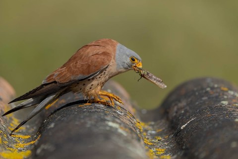 Lesser kestrel (Falco naumanni), male, with grasshopper, Extremadura, Spain