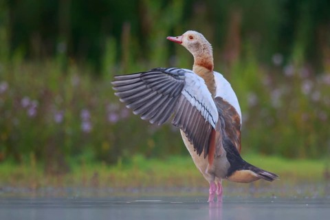 Egyptian Goose (Alopochen aegyptiaca) female flapping wings, North Rhine-Westphalia, Germany