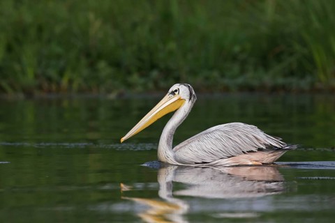 Pink-backed Pelican (Pelecanus rufescens), Semuliki National Park, Uganda