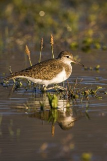 Common Sandpiper (Actitis hypoleucos), Madrid, Spain